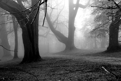 Bare trees in foggy weather