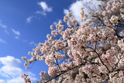 Low angle view of cherry blossoms against blue sky