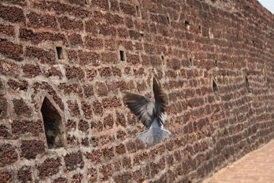 Bird flying against brick wall