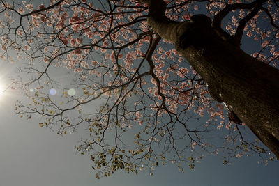 Low angle view of bare trees against sky