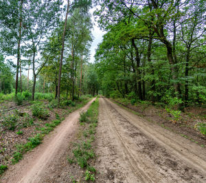 Dirt road amidst trees in forest