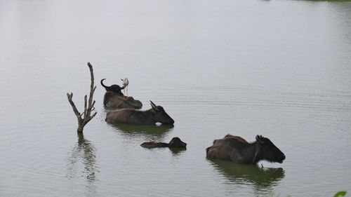 Horses in a lake