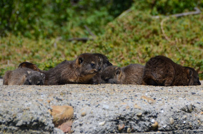 Animals resting on rock