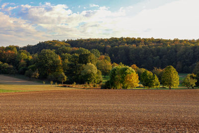 Scenic view of trees growing on field against sky