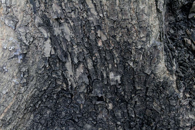 Full frame shot of tree