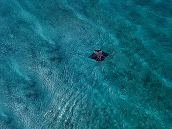 Manta ray swimming in turquoise sea at maldives