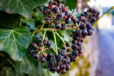 Close-up of berries growing on tree