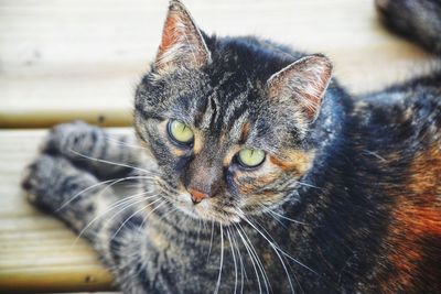 Close-up portrait of a cat looking up