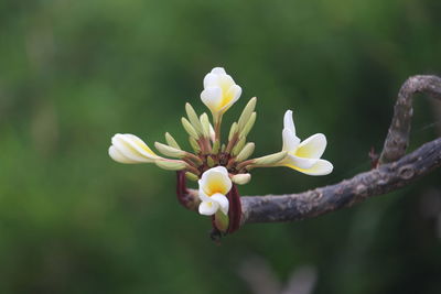 Close-up of white flower
