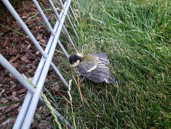 High angle view of bird flying over land