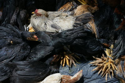 High angle view of birds in nest