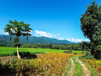 Scenic view of agricultural field against sky