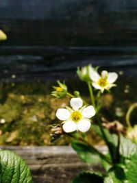 Close-up of white flowers blooming outdoors