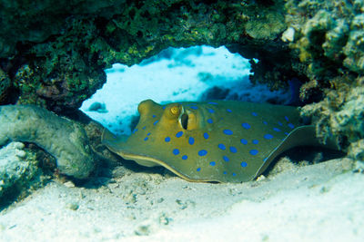 Close-up of fish swimming in sea