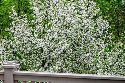 Fresh flowers on tree