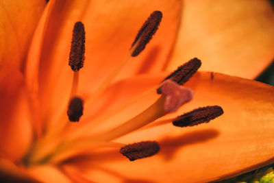 Close-up of orange flowering plant