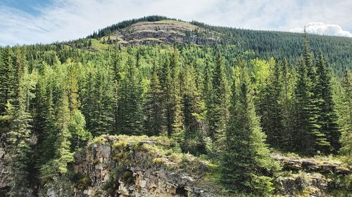 Scenic view of pine trees against sky