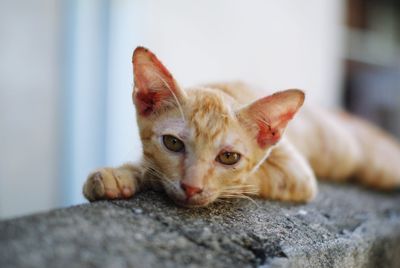 Portrait of cat relaxing at home