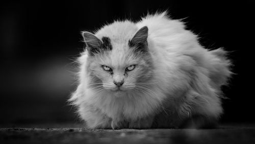 Close-up portrait of cat sitting on street