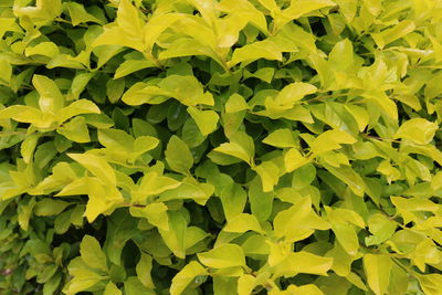Full frame shot of leaves