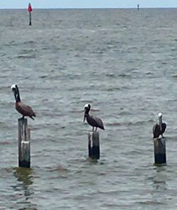 Seagulls perching on wooden post