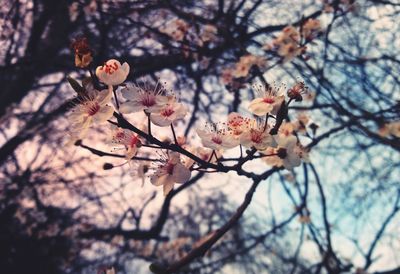 Low angle view of cherry blossom