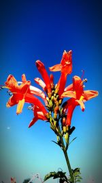 Low angle view of orange flowers against blue sky