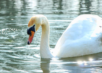 View of swan in lake