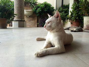 Cat sitting on tiled floor