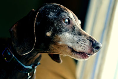 Close-up of dog looking away