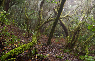 Trees in a forest