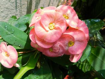 Close-up of pink rose