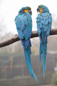 View of birds perching on branch