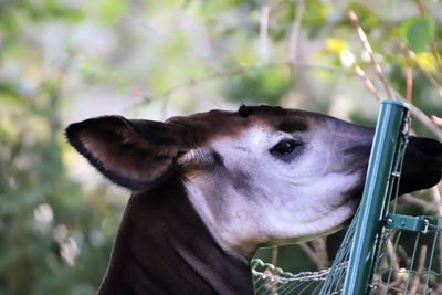 Close-up of a horse