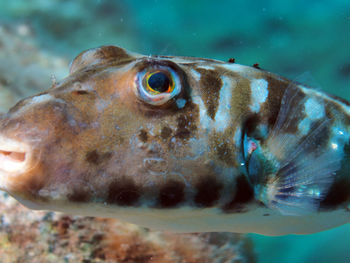 Close-up of fish swimming in sea