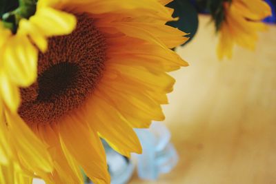 Close-up of sunflower