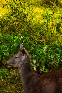 Close-up of an animal on field