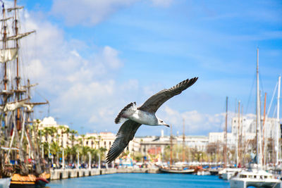 Seagull flying over sea against sky