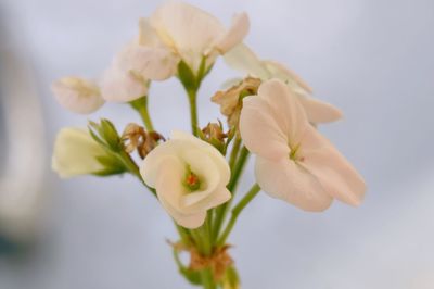 Close-up of white flowers