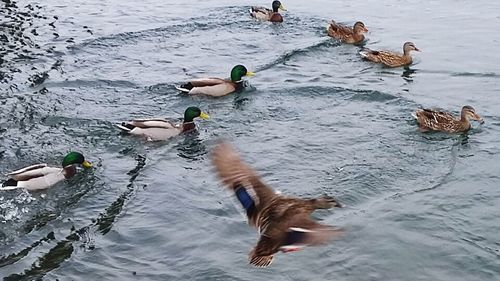 High angle view of mallard ducks swimming on lake