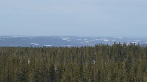 Scenic view of forest against sky