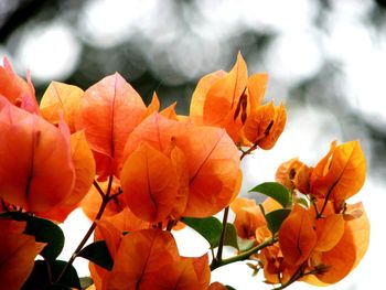 Close-up of orange flowering plant