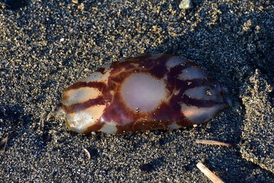 Close-up of crab on sand