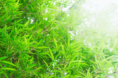 Full frame shot of wet grass