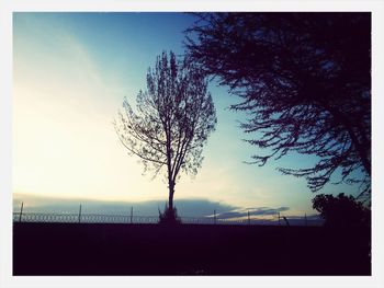 Silhouette of bare tree at sunset