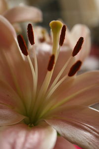 Close-up of flower