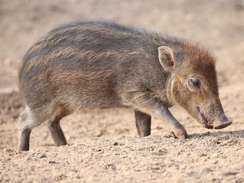 Side view of an animal on land