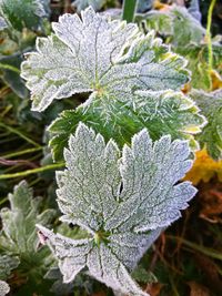 Close-up of frozen plant