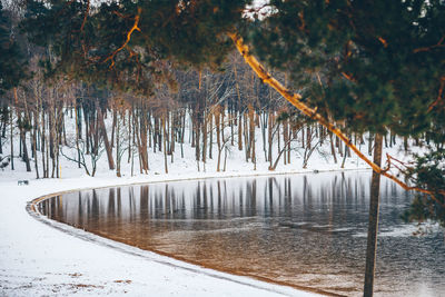 Scenic view of frozen lake in forest during winter