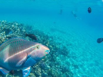 Fish swimming in sea